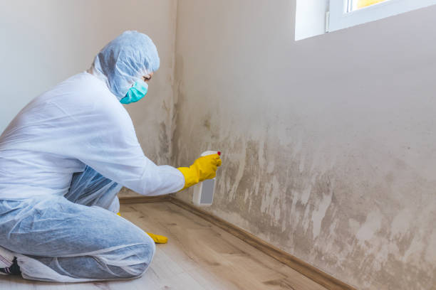 Licensed Basement Mold Remediation service in Upperville, VA - 24 Hour Mold Removal