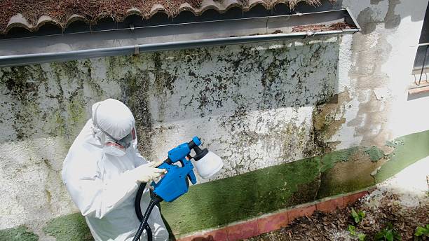 Top rated local Basement Mold Remediation specialists in Upperville, VA